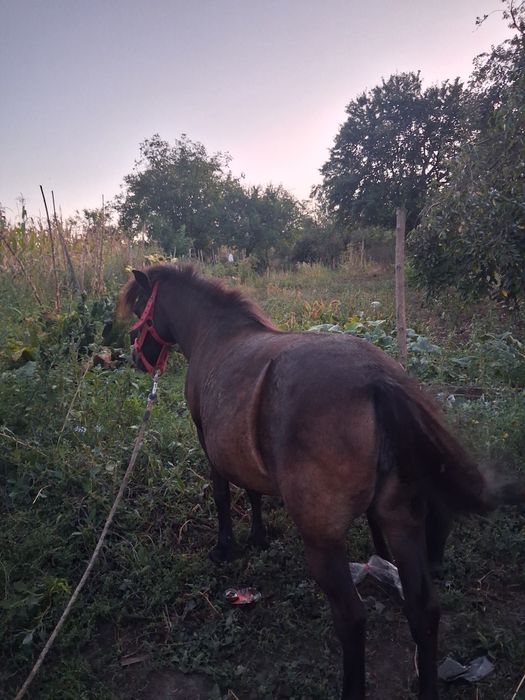 Poneita cu manza