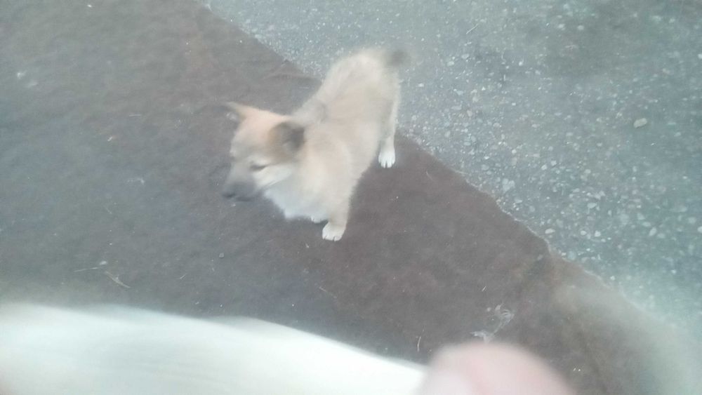 Отдам щенков в хорошие руки