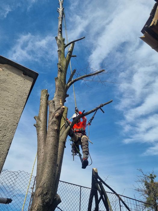 Toaletare Arbori / Taieri Copaci - Firma Certificat ISA– Bistrita