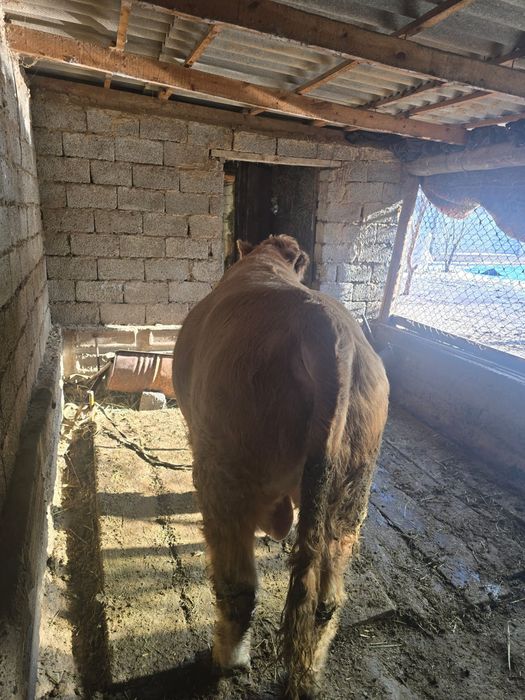 Бұқа сатылады семіз