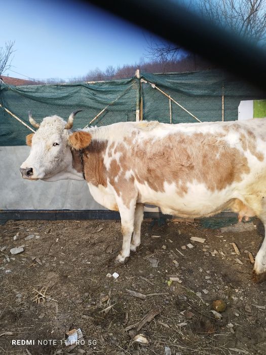 Vaca montata de vanzare buna de lapte