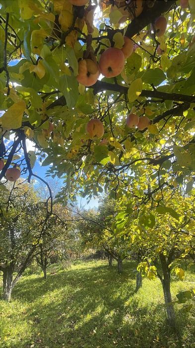 Suc de mere natural presat la rece