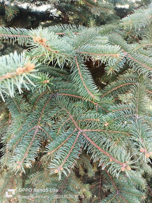 Продам  елку очень красивая