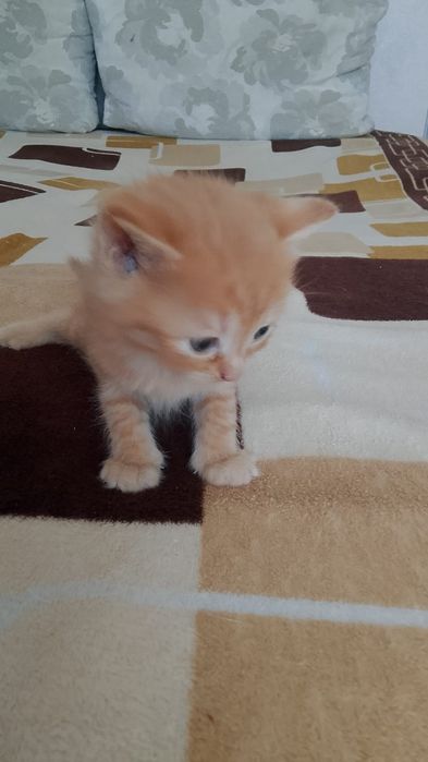 Рыжики котята игривые