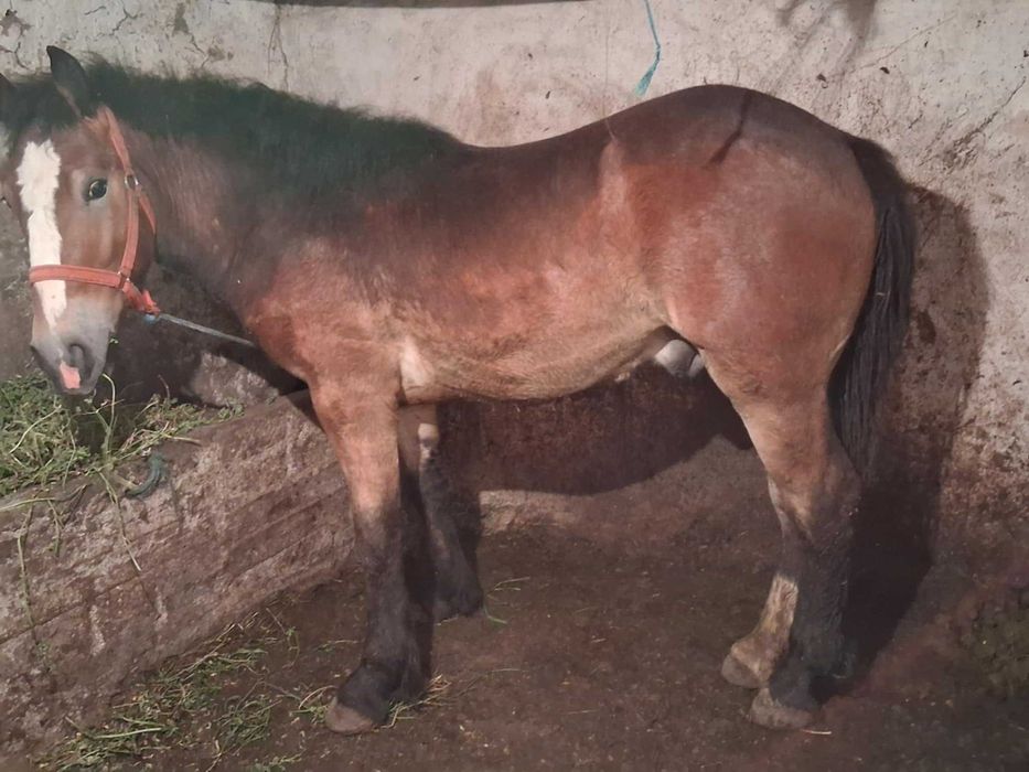 De vanzare 2 manz  10 luni are  9 luni negociabil