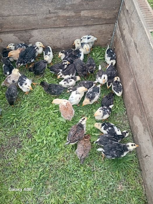 Продам домашних цыплят