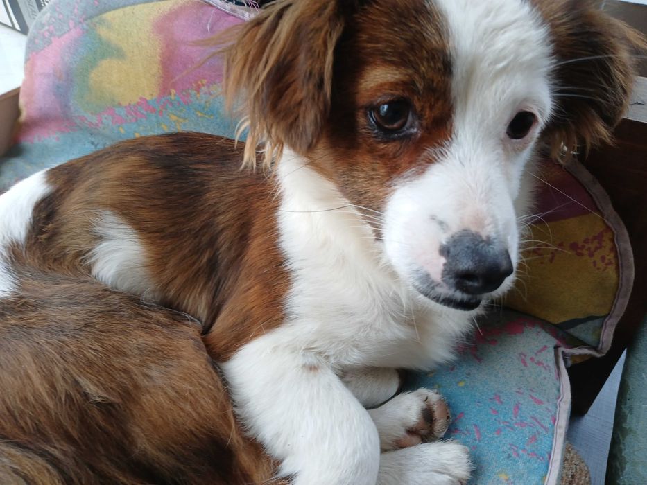 Подарявам женско куче