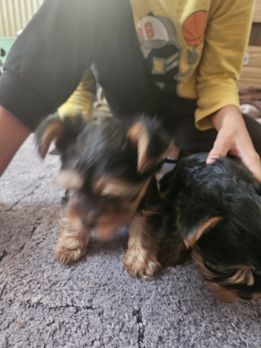 Продавам мини йоркита