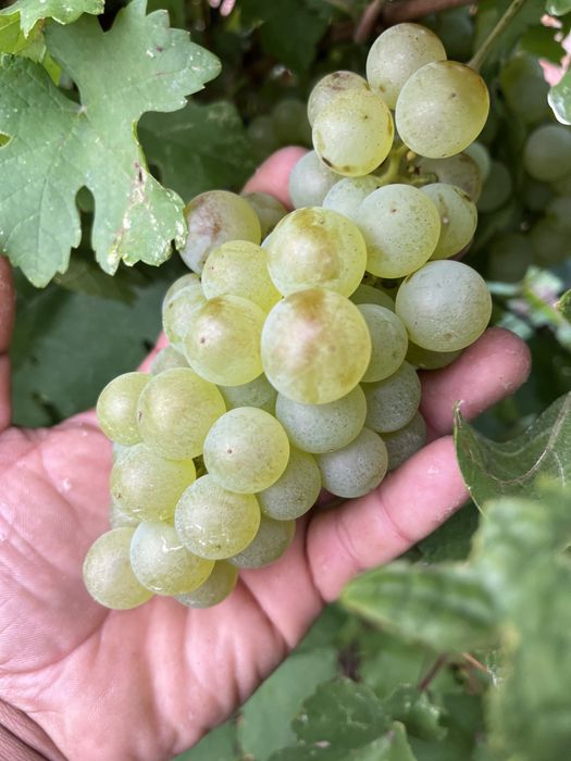 Vand struguri de vin 2026