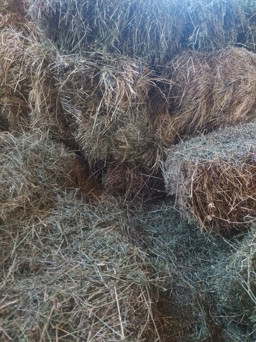 Vand 100 baloti de fan