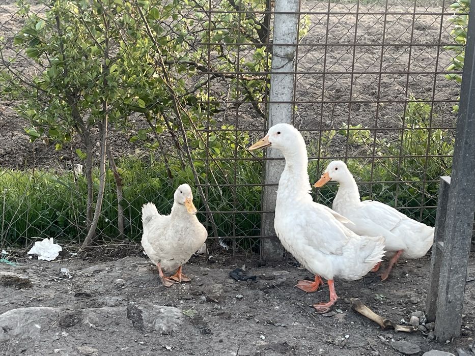 Familie de rațe de vânzare