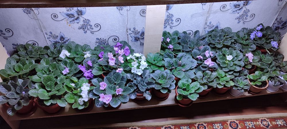 Фиалки фиалки фиалки