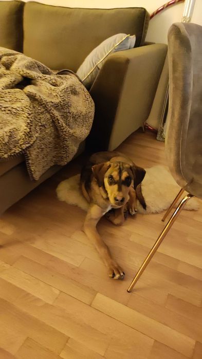 Подарявам кученце на 7 месеца