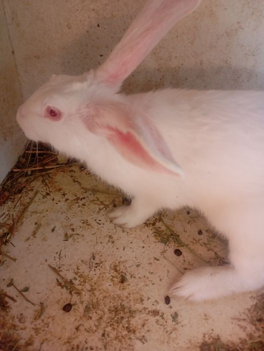 Продам кроликов домашних