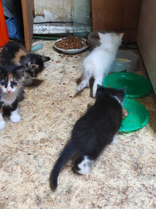 Отдаем котят в добрые руки