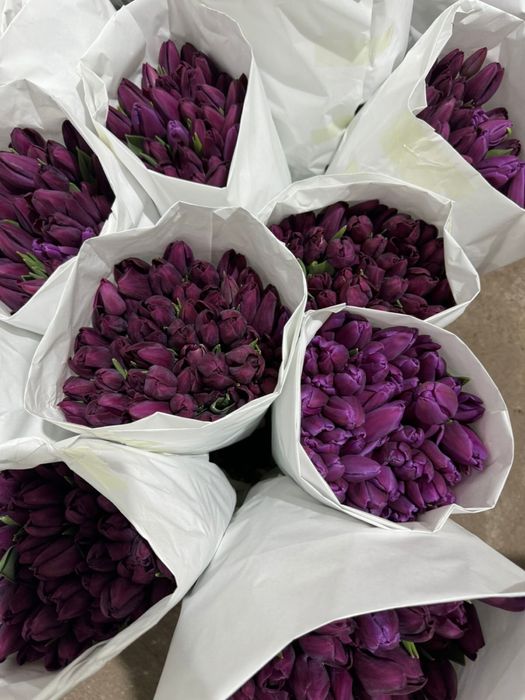 Тюльпаны оптом с теплицы