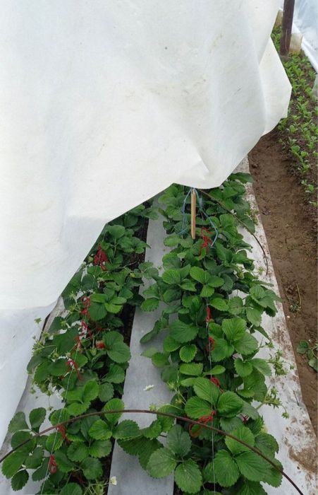 Salafan, paket, qulupnay, qovun, tarvuz, parnik uchun