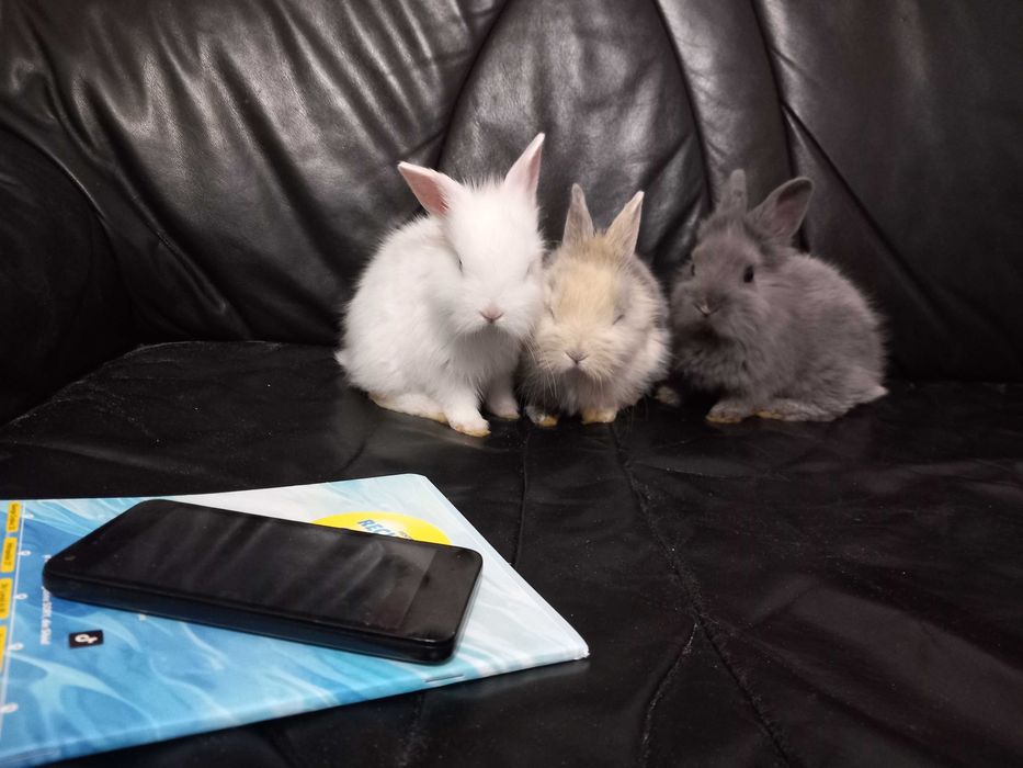 vand iepuri pui ,rasa pitica de 8 saptamani