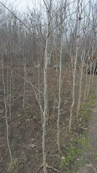 Arbori Mesteacăn / Tei pentru Amenajări Naturale