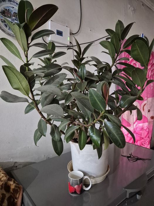 Фикусы молочай Хлорофитум питахайя агламены