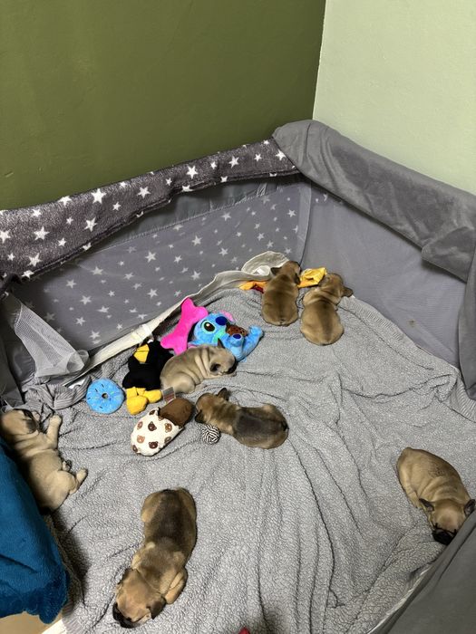 френски булдочета