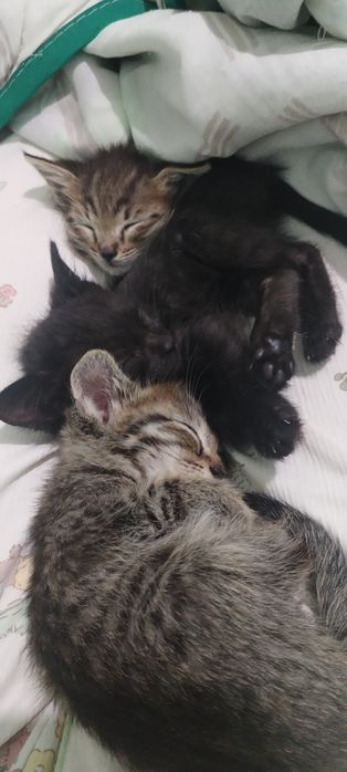 Котята, в добрые руки