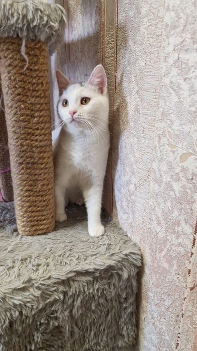 Котенок в добрые руки