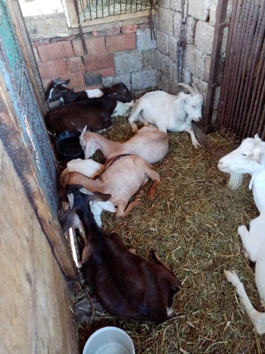 Iedutii anglonubian+ Țap anglonubian