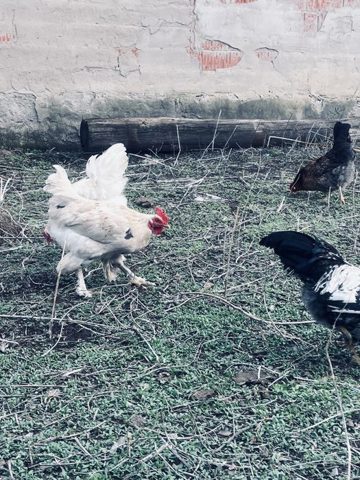 Продам петухы молодняки