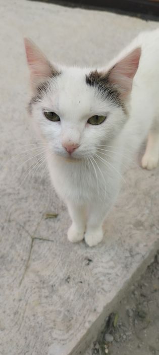 Donez pisici in adoptie
