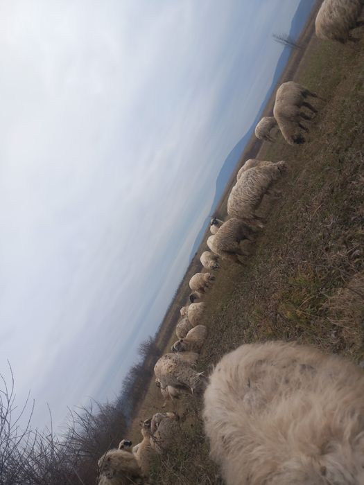 De vânzare oi bune de tinut