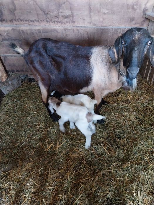 Млади млечни кози