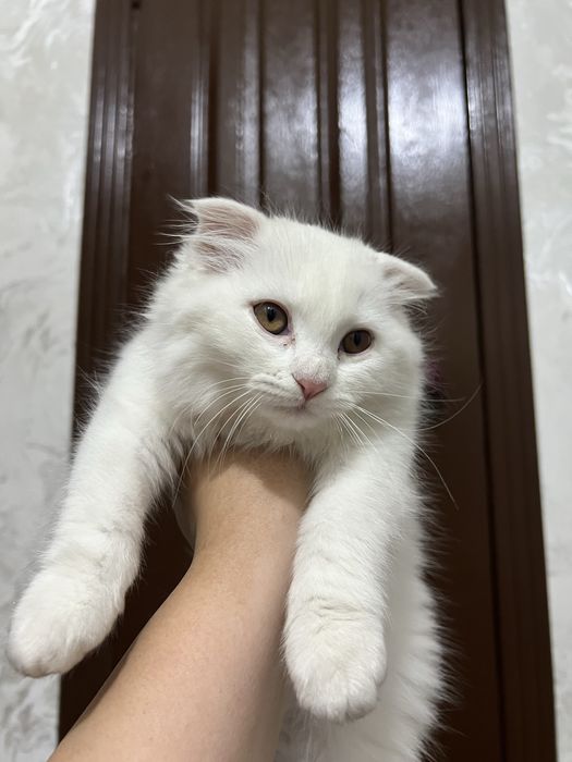 Mushuk sotiadi, aqilli muhribon latok biladi