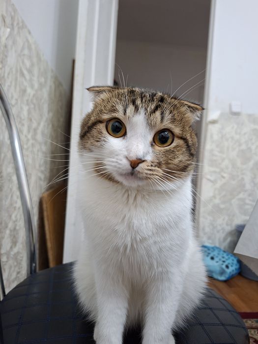 Шотландский вислоухий котенок