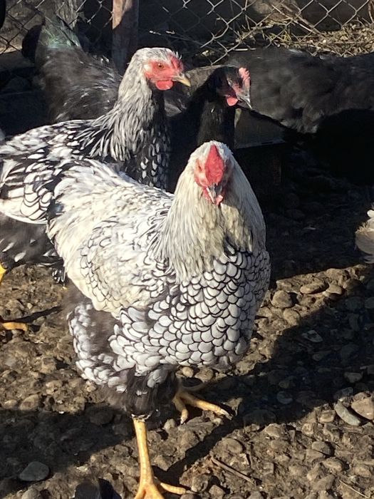 Cocosi Australorp si Wiandotte argintiu