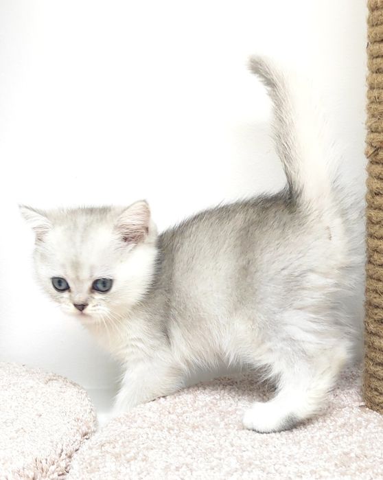 Британские котята