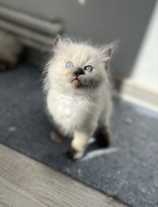 Puiuț Ragdoll.
