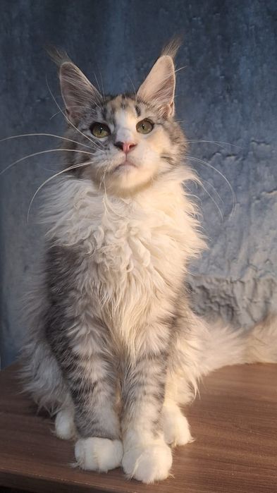 Кошка размером с кота!