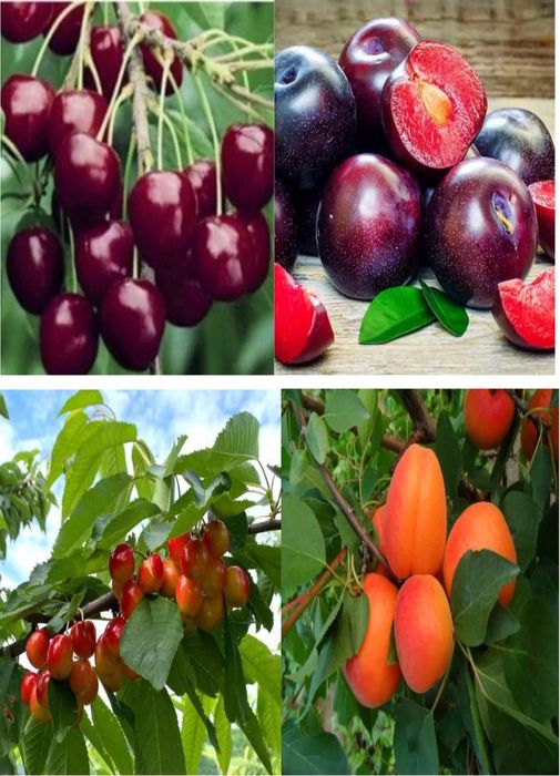 Pomi Fructiferi Clasici