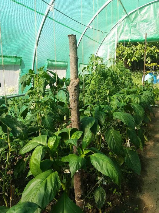 2x2 - 8x20m - Solar de Gradina Sera Sere AB