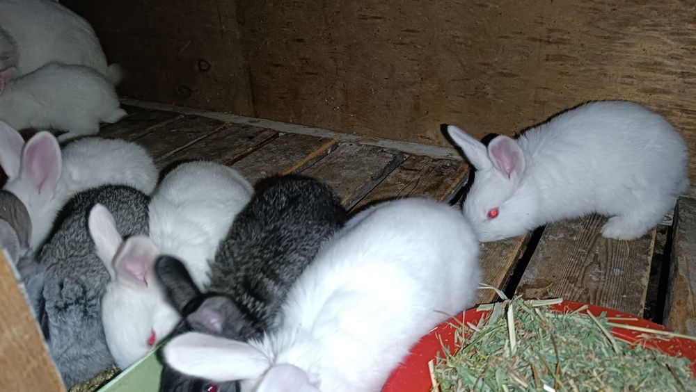 Quyonchala sotiladi 1 oyli ovqat yidi