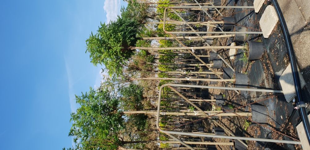 Vindem copaci foiosi cu coroana altuita