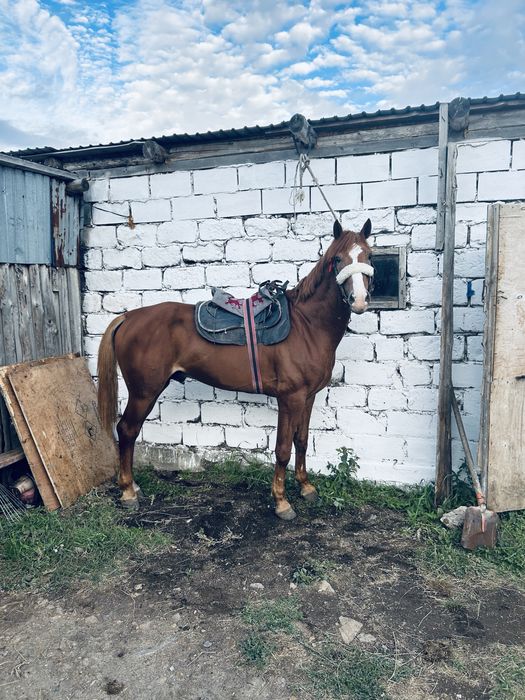 Продам жеребца 5 лет