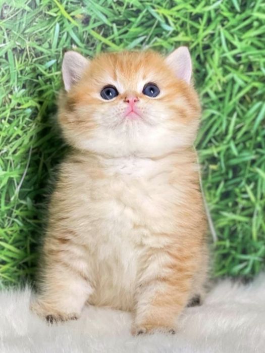 Британские чистокровные золотая шиншилла