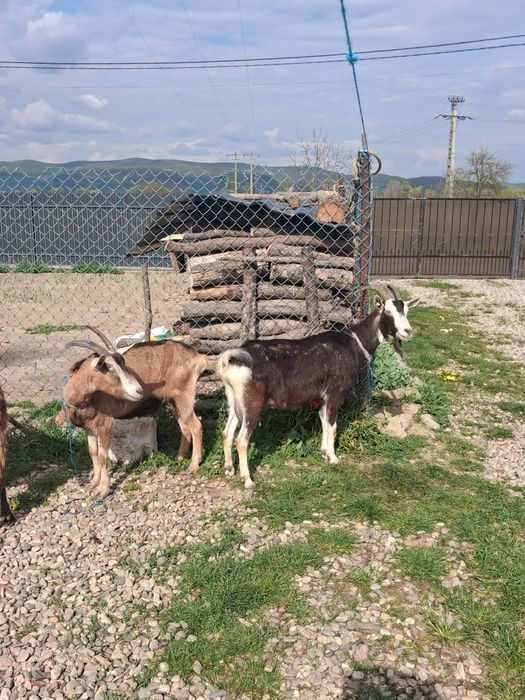 Vand 3 capre alpin