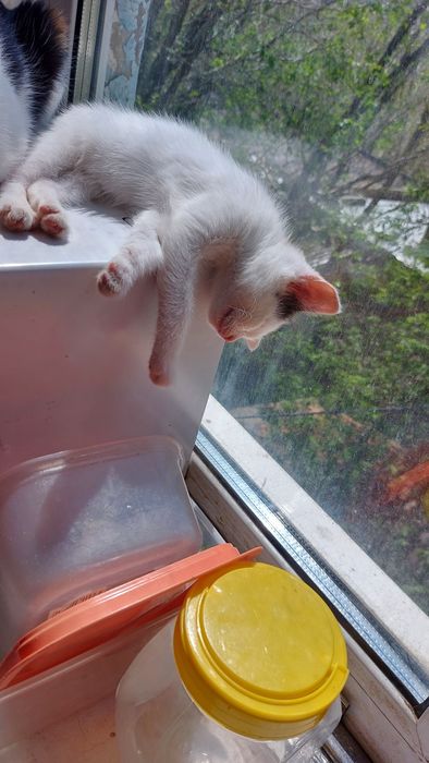 Отдам котёнка девочку  в добрые руки