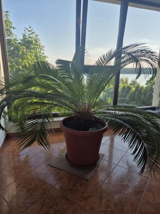 Cycas Revoluta (Palmier Sago), plantă exotică + ghiveci inclus