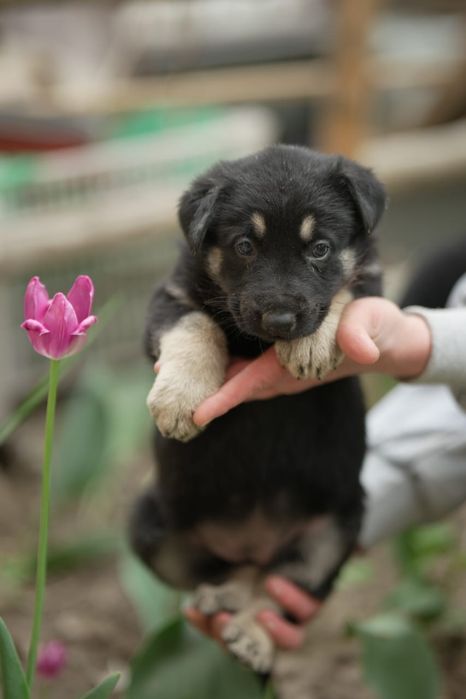 Щенки восточно европейской овчарки