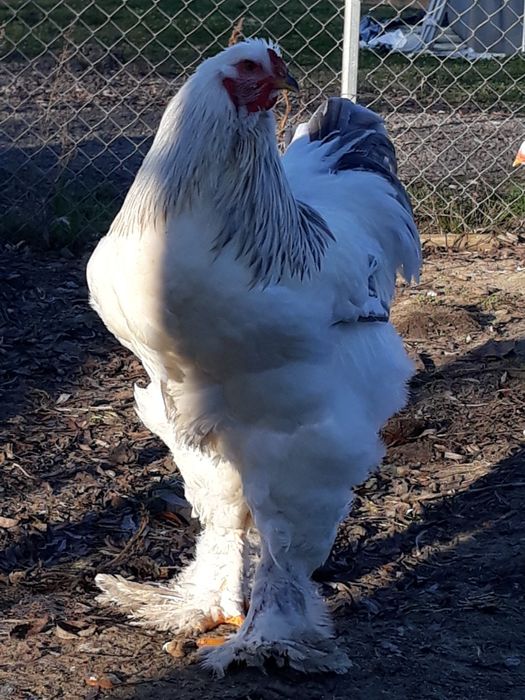 Vînd ouă găini rasă brahma herminat deschis