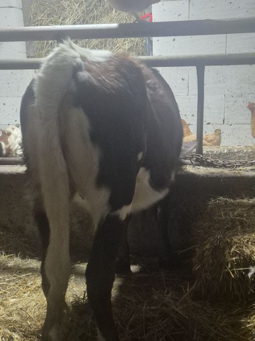 Vand o vitea de 7 luni